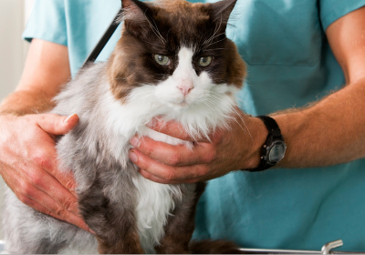 Quel budget santé pour votre chat ou votre chien ?