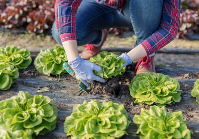 La Loire et notre alimentation