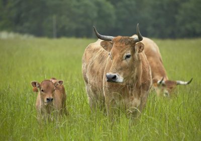 Alimentation et biodiversité