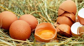 Alimentation : manger des œufs, même pas peur