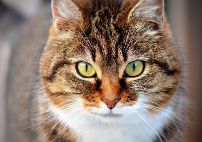 On a gagné à l’amiable : HOLIDOG, pas au poil