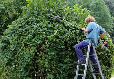 Environnement : tailler modérément au printemps