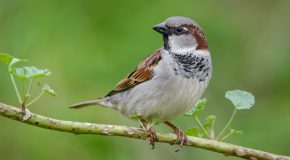 Environnement – Les moineaux ont presque disparu