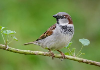 Environnement – Les moineaux ont presque disparu